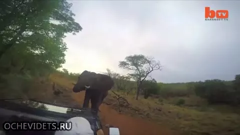 Атака разъяренной слонихи
